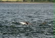 Bottlenose Dolphin